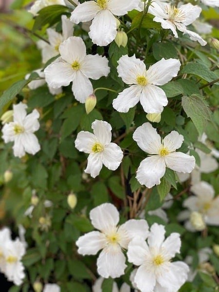 Clematis Snowflake - white flowering climber Carousel 1