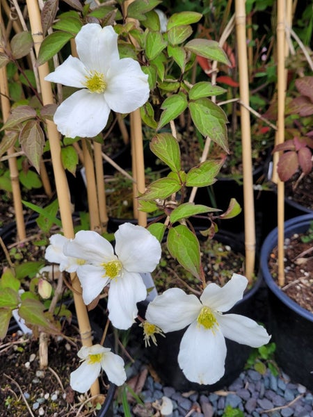 Clematis Snowflake - white flowering climber Carousel 2