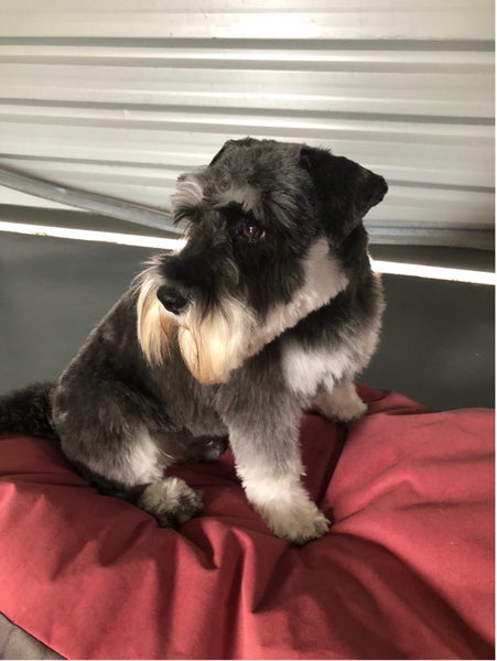 Miniature Schnauzer Stud Dog Carousel 1