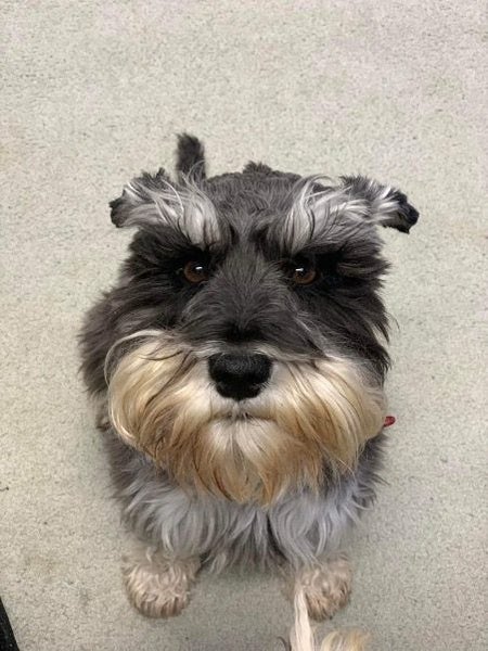 Miniature Schnauzer Stud Dog Carousel 2