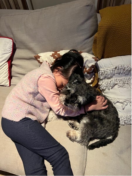 Miniature Schnauzer Stud Dog Carousel 9