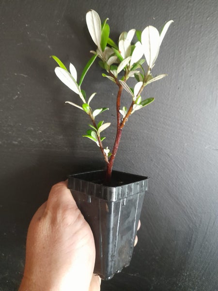 Corokia Yellow Wonder x 50 Carousel 2