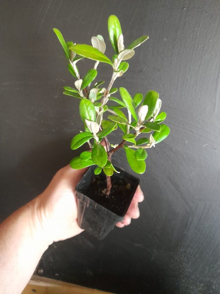 Corokia Yellow Wonder x 50 Carousel 3