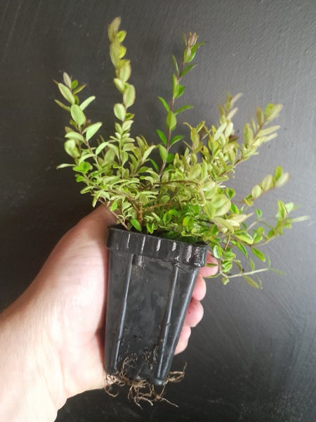 Lonicera Honey Hedge Lemon x 1 Carousel 1