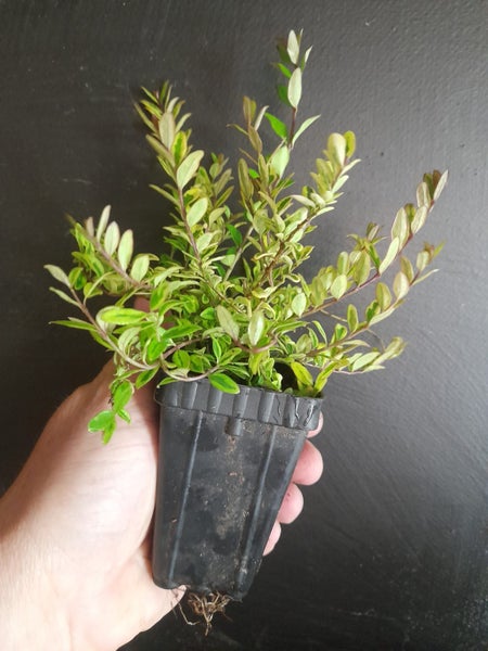 Lonicera Honey Hedge Lemon x 10 Carousel 2