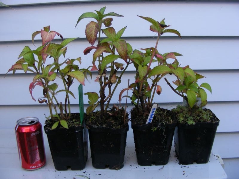 Hydrangea Sabrina white with pink tips flowering plant Carousel 3