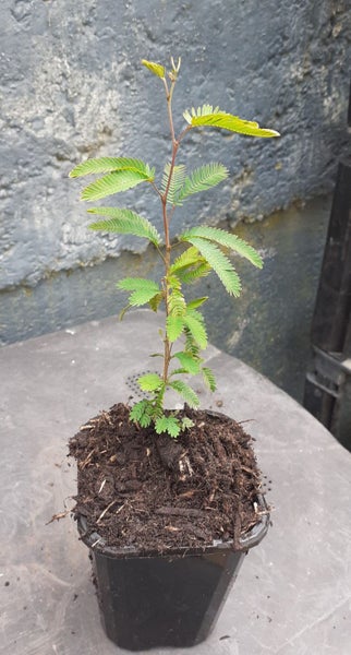 Calliandra Blushing Pixie pink, powder puff flowers Carousel 2