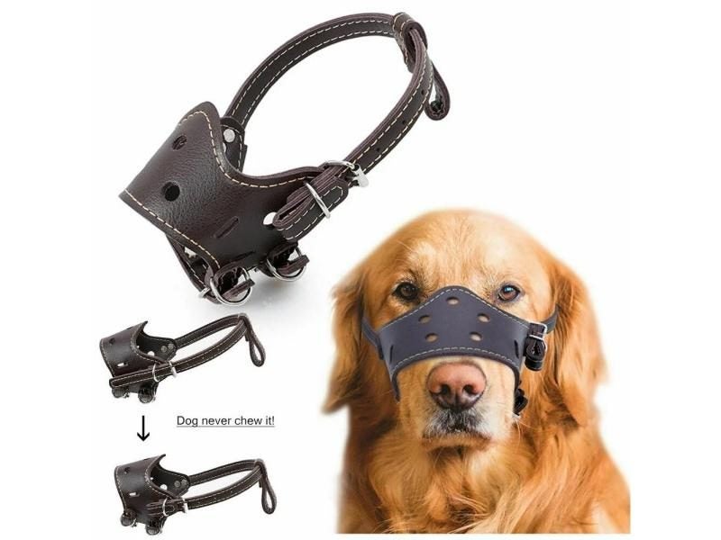 Dog Training Carousel 1