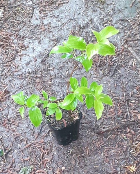 Hydrangea Kyushu early flowering with abundant floral panicles to 20cm Carousel 2
