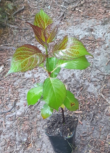 Hydrangea Sabrina white with pink tips flowering plant Carousel 2