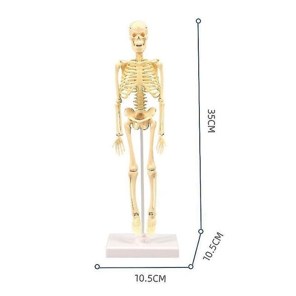 Human Toy Skeleton Model Carousel 1