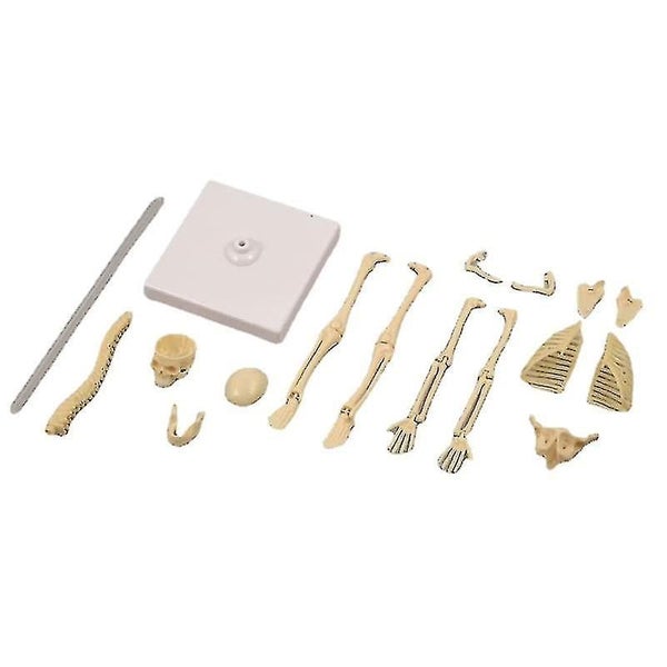 Human Toy Skeleton Model Carousel 2