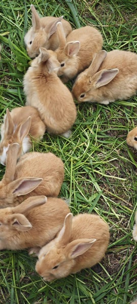 pure Flemish Giant kits Carousel 1
