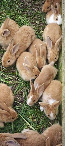 pure Flemish Giant kits Carousel 2