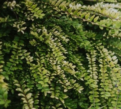 Lonicera Nitida Aurea x 50 Carousel 2