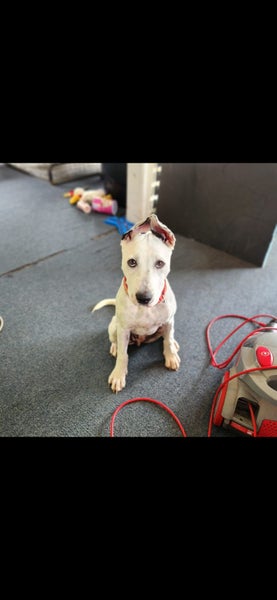 Rescue Puppy Pepper Carousel 2
