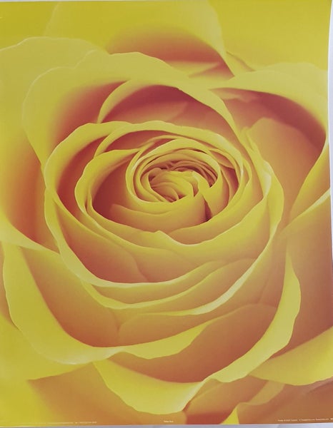 Yellow Rose Laminated Mini Poster LM122 Carousel 1