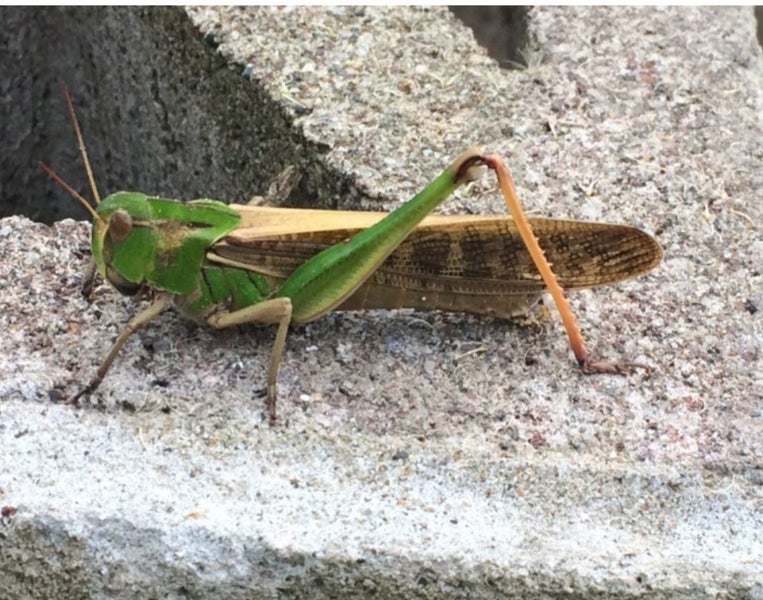 Live Feeder Locusts Small Carousel 2