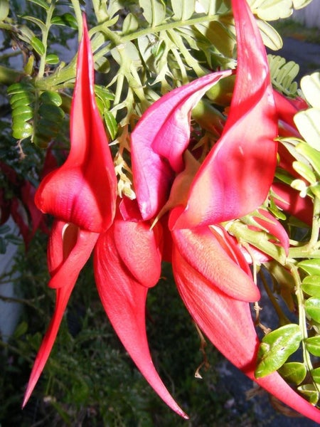 Kakabeak native red flowering seeds Carousel 1