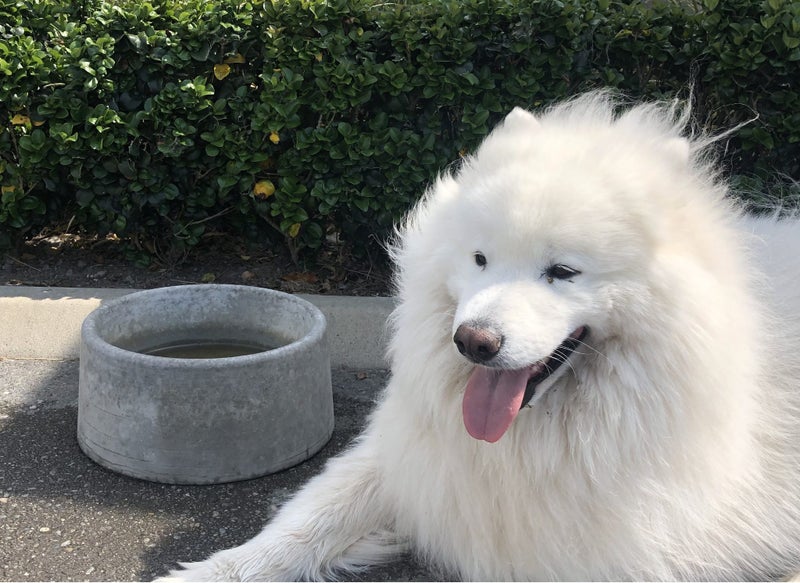 Dog Bowl Concrete - Large Carousel 1