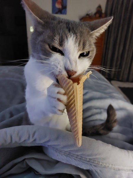 Missing Cat Carousel 2