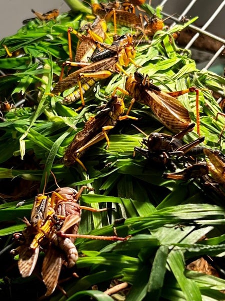 Locusts - Large 25 Pack Carousel 1