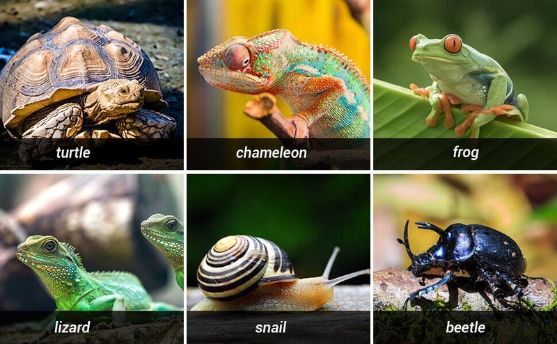 Reptile Humidifier Fogger Foster Amphibians Carousel 8