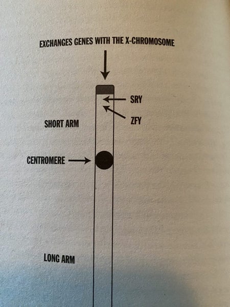 "Adam's Curse" by Bryan Sykes ..Genetic DNA studies of male Y chromosome Carousel 5