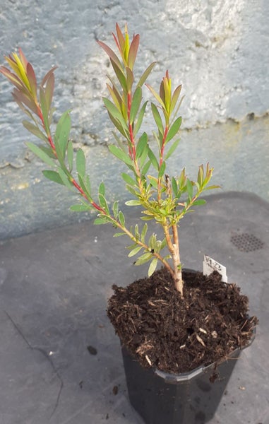 Leucadendron Jack Harre exquisite flowers yellow with flame red Carousel 2