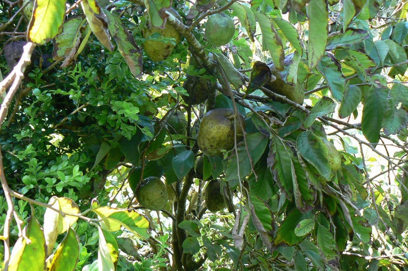 Cherimoya plant- Burtons Favourite62934724856066114