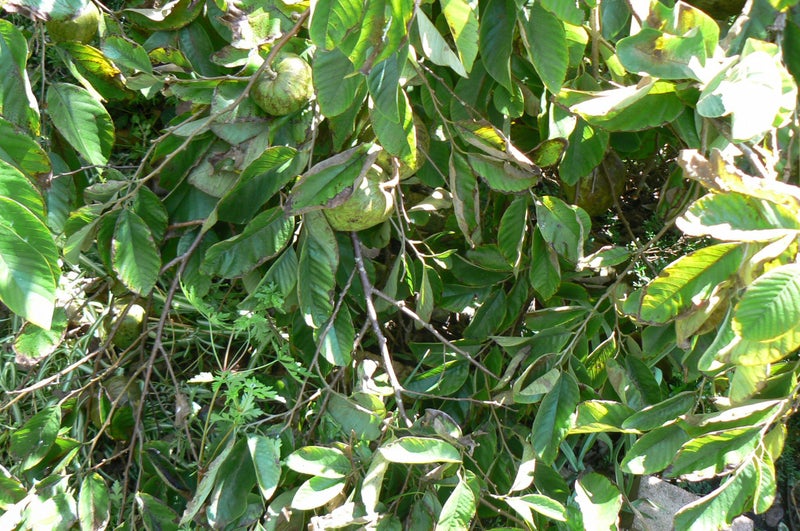 Cherimoya plant- Burtons Favourite62934724856066113