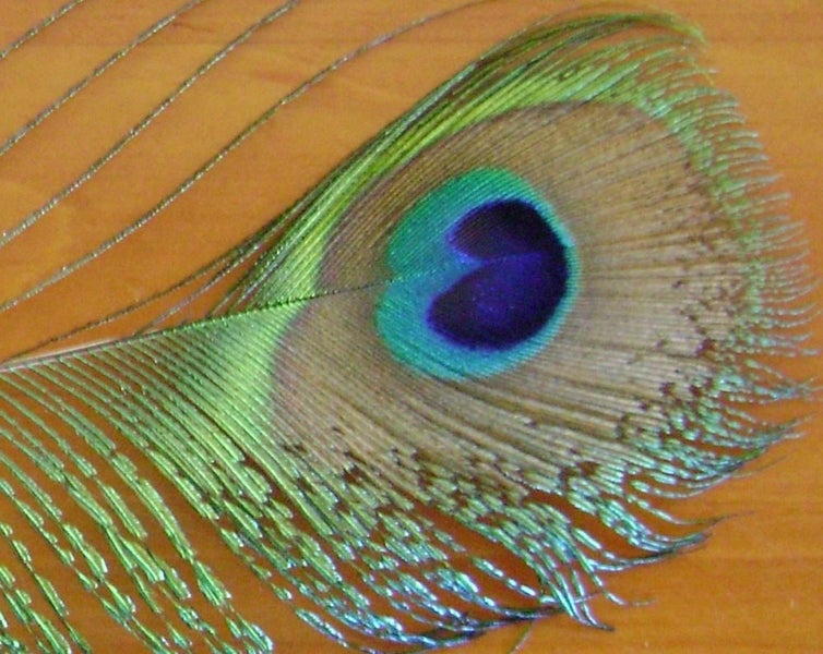 100 Mixed Sword and Sword Eye Feathers by Feathergirl Carousel 1