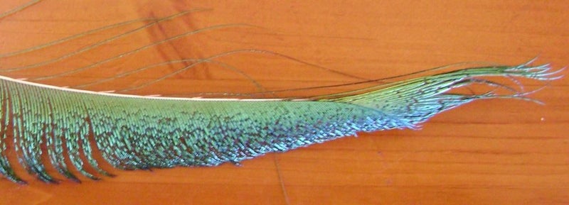 100 Mixed Sword and Sword Eye Feathers by Feathergirl Carousel 2