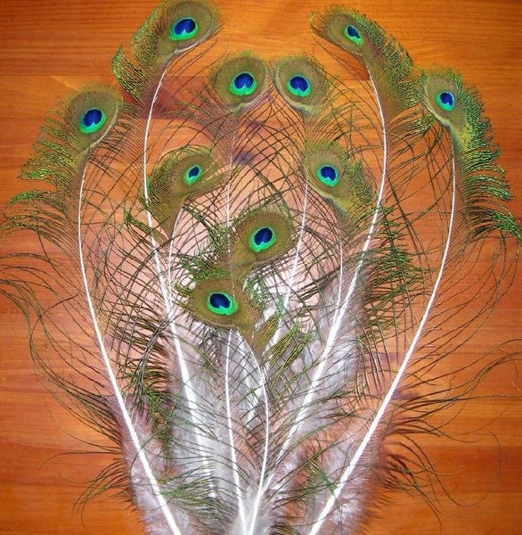 100 Mixed Sword and Sword Eye Feathers by Feathergirl Carousel 6