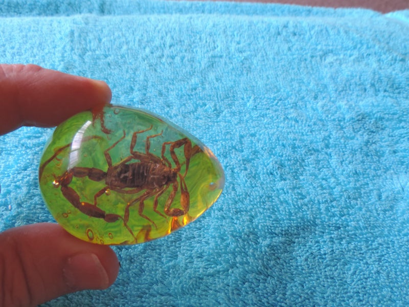Taxidermy Awesome "SCORPION" in Amber Coloured Acrylic Carousel 1