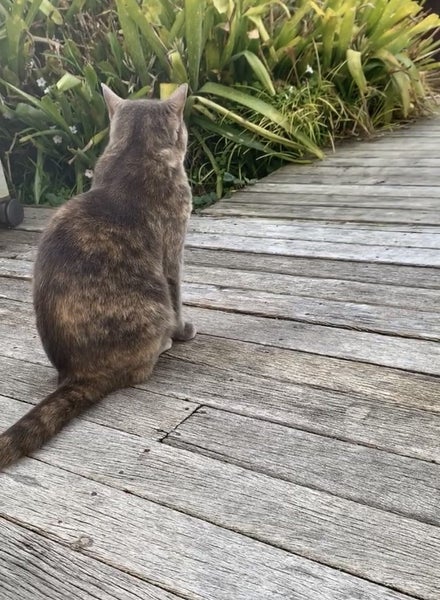 Missing cat Mt Eden Carousel 2