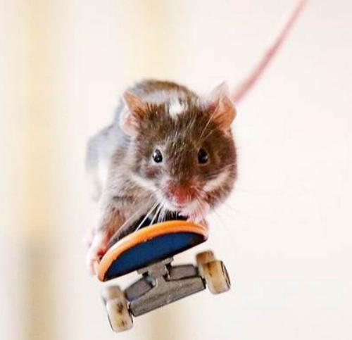 ** CLEARANCE ** Mini Skateboard - SECONDS Carousel 1