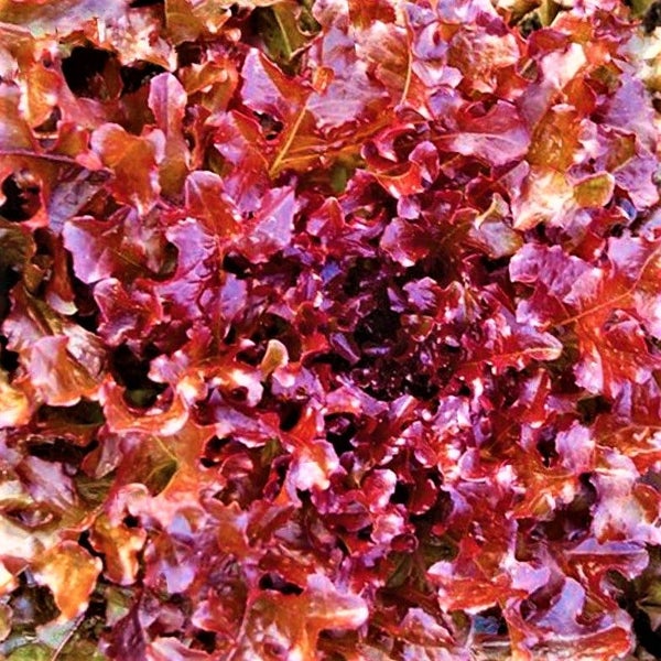 Organic Lettuce Red Salad Bowl : Fast growing, Crisp/Tender/Tasty! MIN 100 sds Carousel 2