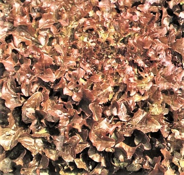 Organic Lettuce Red Salad Bowl : Fast growing, Crisp/Tender/Tasty! MIN 100 sds Carousel 3