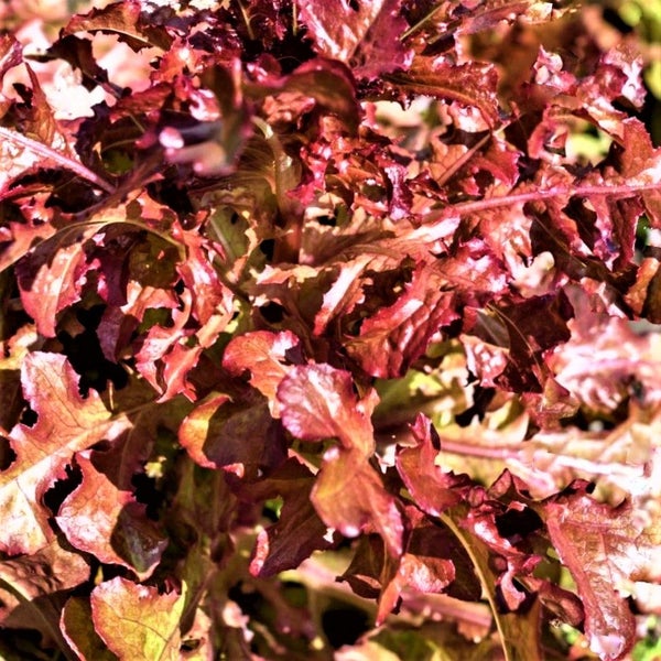 Organic Lettuce Red Salad Bowl : Fast growing, Crisp/Tender/Tasty! MIN 100 sds Carousel 1
