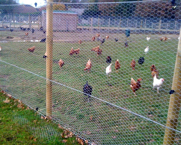 Wire Netting Chicken Mesh Fence 27M Roll Clearance Clearance Carousel 4