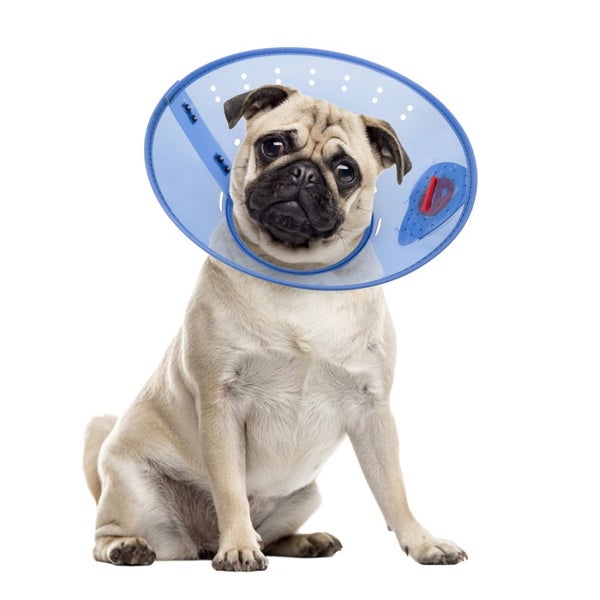 CALM PAWS PROTECTIVE E COLLAR - LARGE Carousel 2
