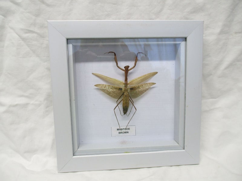 *Taxidermy - Mantode brown - Type of Praying Mantis - Framed - 7930 Carousel 2