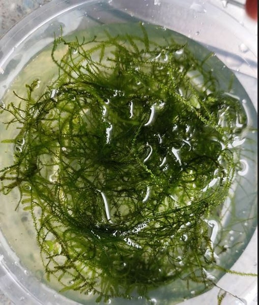 Java Moss Carousel 1