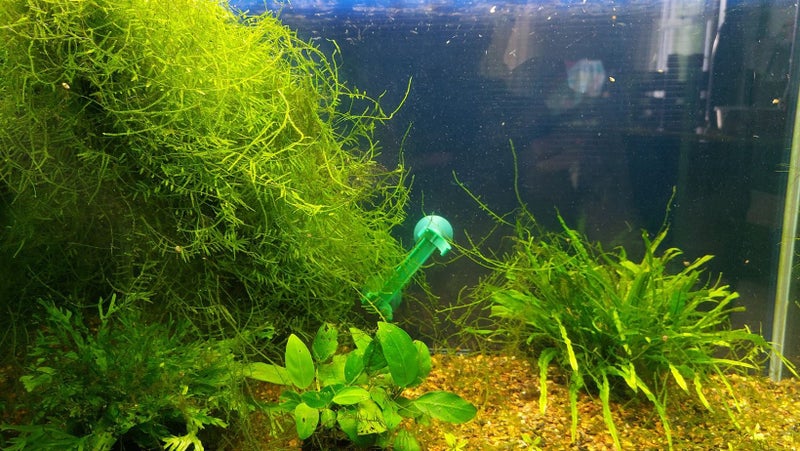 Java Moss Carousel 2