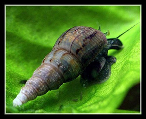 Trumpet Snails (Malaysian Trumpet Snails) 20 Total. Carousel 1