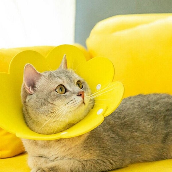 Cat Protection Anti Licking Collar M Carousel 2
