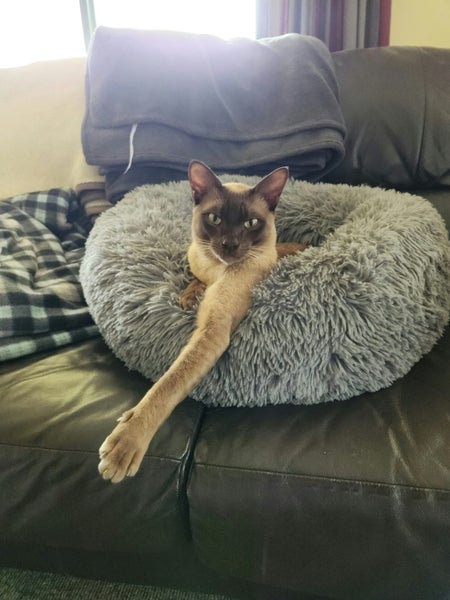 Lost Chocolate Burmese Cat Carousel 2
