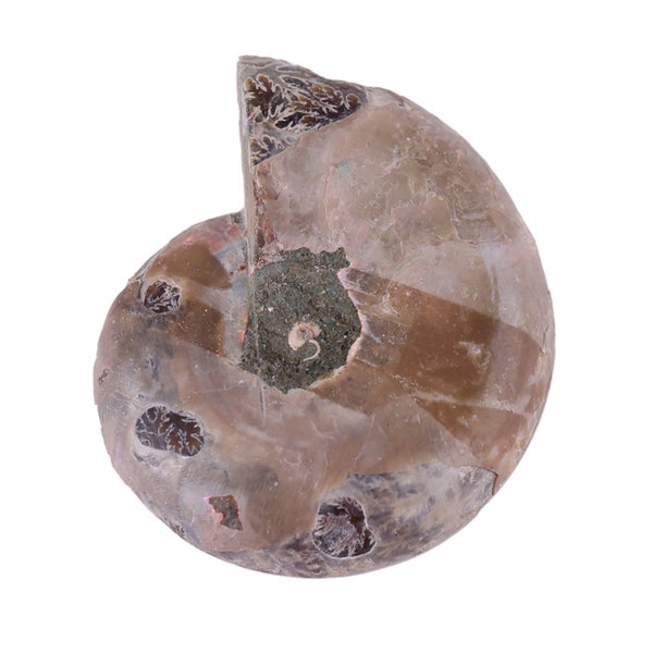 Ammonite Specimen Shell Madagascar Natural Stones Carousel 1