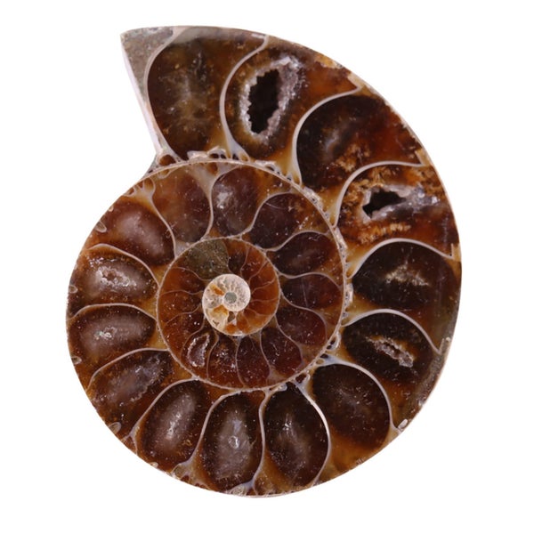 Ammonite Specimen Shell Madagascar Natural Stones Carousel 2
